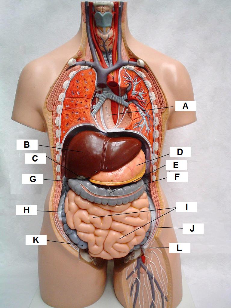 the pharynx and stomach.